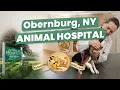 Animal Hospital Obernburg NY