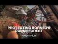 Download Lagu Protecting Borneo's Dulan Forest | Short Film
