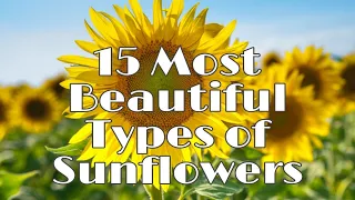 Download 15 MOST BEAUTIFUL TYPES OF SUNFLOWER | RELAXING MUSIC MP3