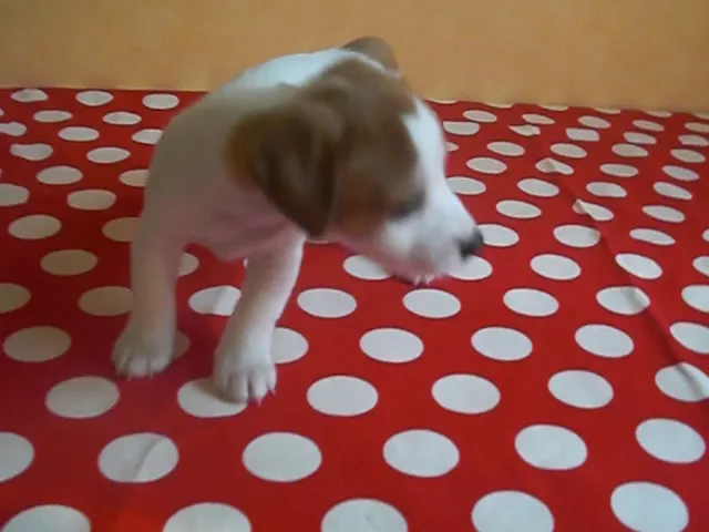 動画