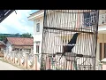 Download Lagu Burung Rio Rio Gacor Ikut Suara Kenari‼️ Pancingan Jalak Rio Rio