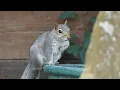 Download Lagu British Wildlife filmed on my Panasonic FZ82