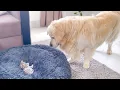 Download Lagu Golden Retriever Shocked by a Kitten occupying his bed!