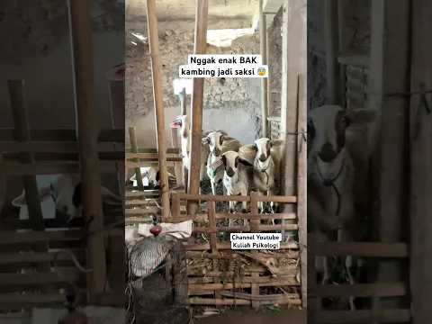 Numpang kencing di rumah warga malah nggak fokus, dikupingin oleh 5 personil boyband kambing itu.