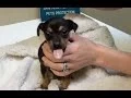 PUPPY 1st VET VISIT SHOTS WORMS