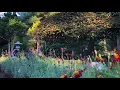Download Lagu Garden journal 9/26/2021 又見秋色蝶花戀 Catching the last blooming season