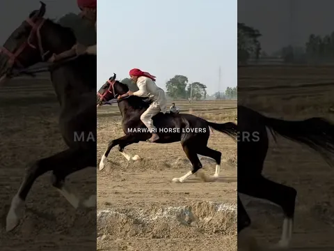 Bareback horse racing #horse #horsetrack #gallopracer #horseriding
