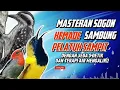 Download Lagu MASTERAN SOGON KEMADE SAMBUNG PELATUK SAMPIT!!! #sogon #sogongacor #sogongacor