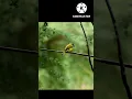Download Lagu Grey Headed Canary Flycatcher||#shorts