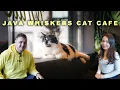 Java Whiskers Cat Cafe Explore London Cat Cafe