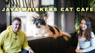 Java Whiskers Cat Cafe Explore London Cat Cafe