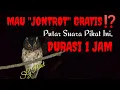 Download Lagu Gunakan Kicauan Burung Ini Jika Ingin Dapat Burung Celepuk Gratis _ Pikat Celepuk 1 Jam