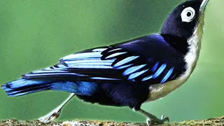 suara burung rambatan loreng doraemon full gacor