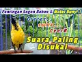Lagu DIJAMIN RESPON PANCINGAN SOGON BAHAN AGAR BUNYI #pancingansogon #sogongacor #pancingansogokontong