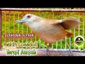 Download Lagu pelanduk semak semakin Lossdoll||gunakan terapi manjur ini.