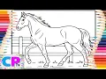 Morgan Horse Walking in the of Process