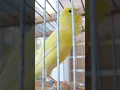 Lagu Yellow Canary Original short10 #canary #canarybird #canaricultura #timbrado #short