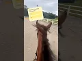 Download Lagu I ride! #horse #equestrian #fy #hobbyhorse #hobbyhorsing #fyp #tiktok #trending #riding #viral #fypp