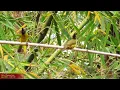 Download Lagu Chào mào núi bẫy đấu MS451 #chàomàonúi #blackcrestedbulbul #นกปรอดเหลืองหัวจุก 