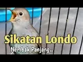 Download Lagu Masteran Sikatan Londo Gacor jeda