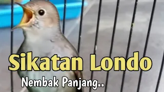 masteran sikatan londo gacor jeda