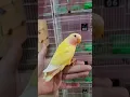 Download Lagu Lovebird Chicks 🐣 #lovebirds #shorts