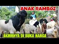 Lagu JUAL BIBIT KAMBING GEN UNGGUL‼️DI SINI FULL BUKA BUKAAN HARGA