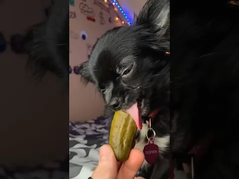 PICKLE PUDDIN 😱❤️