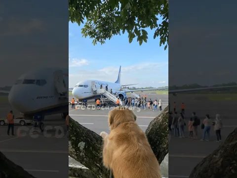 The intelligent dog alerted passengers on the plane. #goldenretriever #dogs