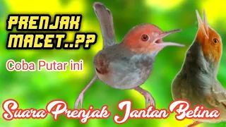 Download Suara Prenjak Pikat Jantan dan Betina Super Ampuh ..!! MP3