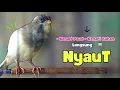 Download Lagu Kenari GACOR PANJANG !!! Suara PANCINGAN KENARI PAUD Belajar BUNYI Ngeriwik - MASTERAN Kenari PAUD