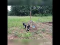 Download Lagu pikat murai kampung borneo super pujuk..mengganas tapau lagi...bh/bl paduuu