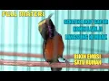 Download Lagu HITUNGAN DETIK PASTI KONIN NYAUT \u0026 GACOR pancingan konin agar gacor ngobra