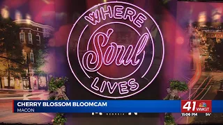 Experience the beauty of Macon s Cherry Blossom Festival from anywhere with Visit Macon s BloomCam
