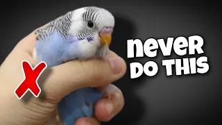 Download 12 Things You Should Never Do to Your Budgie MP3