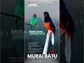 Download Lagu MURAI ISIAN TENGKEK BUTO #muraibatu  #ISIANTENGKEKBUTO #tengkekbuto