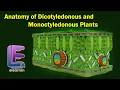 Anatomy of Dicotyledonous and Monoctyledonous Anatomy of Flowering Plants Class 11 Biology