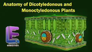 Anatomy of Dicotyledonous and Monoctyledonous Anatomy of Flowering Plants Class 11 Biology