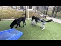 A Crate Escape LLC Daycare dogs at play