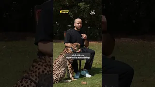 بالعربي كيف كان العرب يصيدون بالفهد 