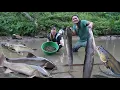 Lagu Hunting a giant catfish in the pond – a warm family dinner with my wife and daughter, SURVIVAL ALONE