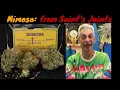 Mimosa Cannabis Strain Review Saints Joints