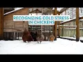 Recognizing Cold Stress in Chickens