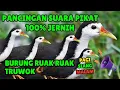 Download Lagu SUARA PIKAT BURUNG RUAK-RUAK ASLI SUARA JERNIH, TANPA IKLAN #10
