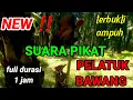 Lagu Pikat pelatuk bawang terbaru full 1 jam terbukti ampuh @nangkringangin 