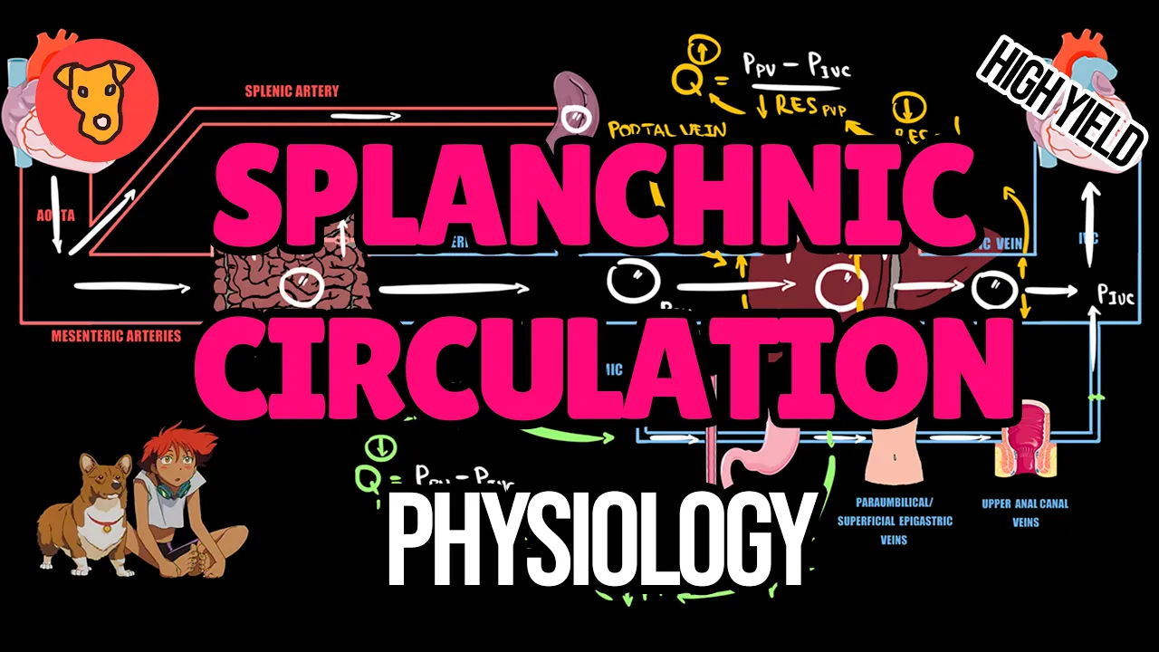 Splanchnic Circulation EXPLAINED: Portosystemic Shunts & GI Blood Flow Physiology (USMLE Guide)