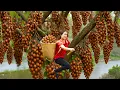 Download Lagu Brave Woman Climbs Giant Tree Harvesting Wild fruit - Eat It in the Forest - Shocking Ending