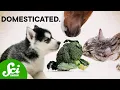 Download Lagu How Humans Domesticated Just About Everything | Compilation