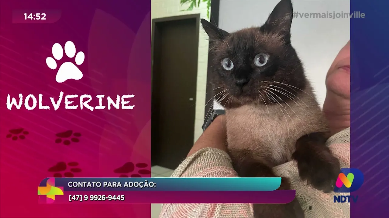 Achados e Queridos: gatinhos para adoção em Joinville