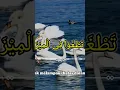 Download Lagu AR RAHMAN IRAMA DESA #islam #muslim #sholawat #quotes #dua #shorts #fyp